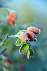Frosty Rose Hips