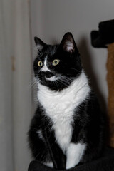 black and white cat portrait