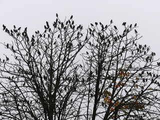 Migratory Birds Gather On A Tree