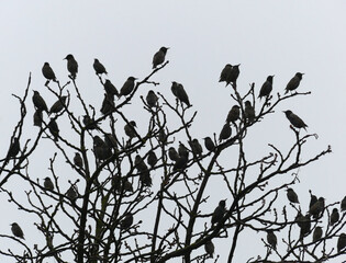 Migratory Birds Gather On A Tree