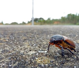 beetle on the ground