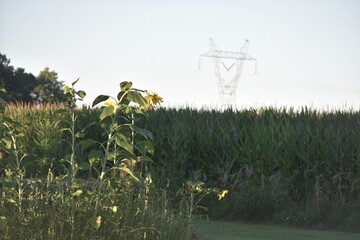 Powerline in the cornfield