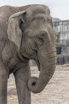 Asiatic Elephant Portrait Elephants World Vertical photo