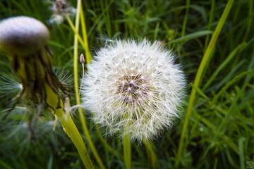 dandelion on green background