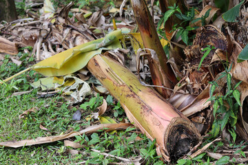 Parts of the banana tree trunk lying on the ground.