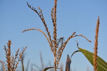 Corn tassel in the late summer