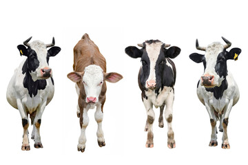 Three cows and calf isolated on white. cow standing in front of white background.