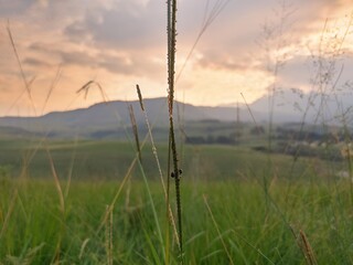 Obraz premium reeds at sunset