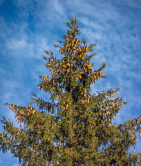 Christmas tree with cones against the sky
