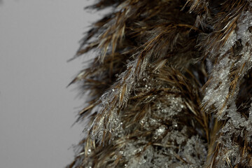 Frosty morning on a cold winter day. It blows an icy wind. Leaves of beautiful reed next to the Bavarian lake „Chiemsee“ covered with frost.

