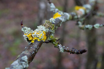 Moss on an apple tree branch in the forest