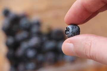 A blueberry between two fingers. Fresh organic blueberry (Cyanococcus). Blueberries in background.