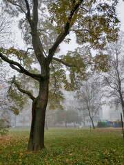 autumn tree on the city