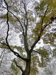 autumn tree on the city