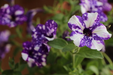 Close up the violet color petunia 'Sweetunia Johnny Flame' flower. White mottled on purple. Green leaf in background. Spring plant.