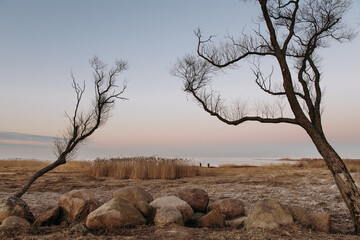 An epic landscape on the shores of the Gulf of Finland. Russian savannah. Rocky shore. Trees are drawn towards each other
