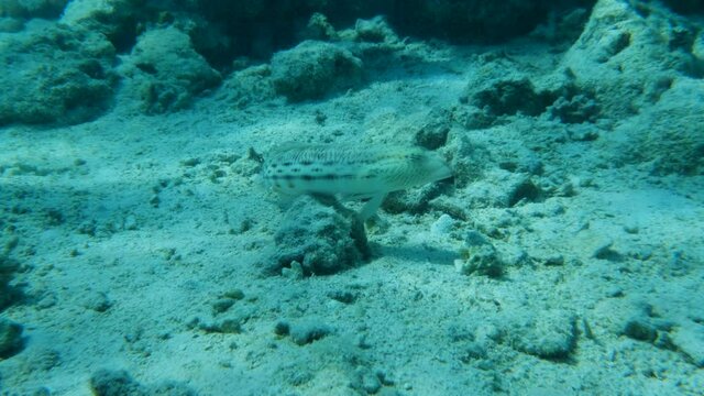 Sandperch fish lies on sendy seabed. Speckled Sandperch (Parapercis hexophtalma), Slow motion. Red Sea