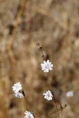 White head inflorescences bloom on Chaparral Wirelettuce, Stephanomeria Diegensis, Asteraceae, native herbaceous annual in Franklin Canyon Park, Santa Monica Mountains, Transverse Ranges, Autumn.