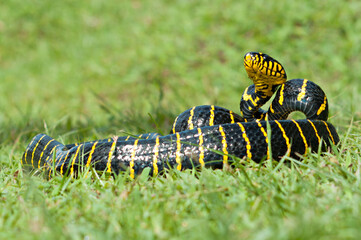 Boiga dendrophila, commonly called the mangrove snake or the gold-ringed cat snake