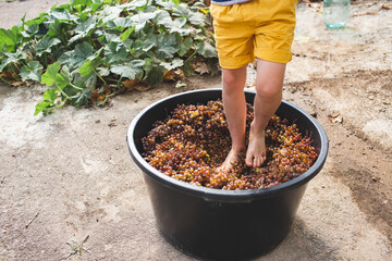 Teenager crush grapes with their feet in a big black basin