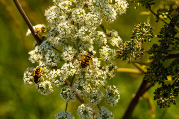 Macro Photo of the Volucella zonaria, the hornet mimic hoverfly (rare insect), sits on a white blooming flower in a green meadow in a Bavarian nature reserve near the Alps - Bärnsee, Aschau, Germany

