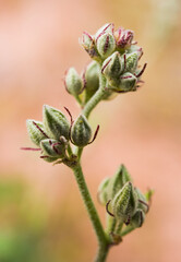 Budding Globe Mallow wildflower in the desert