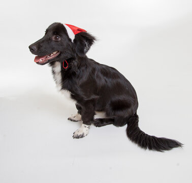 ISOLETED BEAUTIFUL BLACK DOG SIT