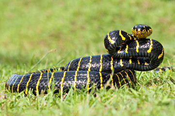 Boiga dendrophila, commonly called the mangrove snake or the gold-ringed cat snake
