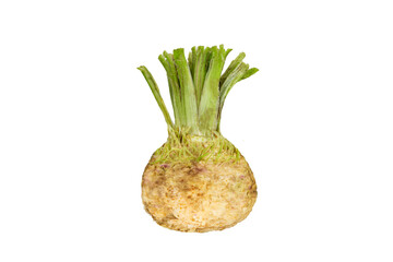 fresh organic celeriac celery root isolated on white background
