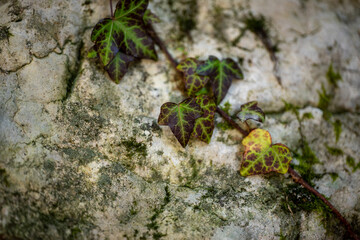 Background old stone wall and ivy leaves Macro shot

