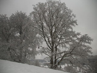 trees in snow, winterdress for the forest, snowflake is the new dress on the tree and also the protection for every plant