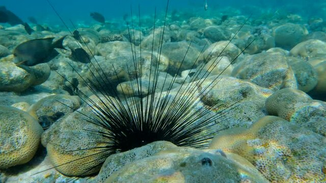 Closeup of Sea Urchin on the coral reef. Black Longspine Urchin or Long-spine sea urchin (Diadema setosum) on tropical coral reef.