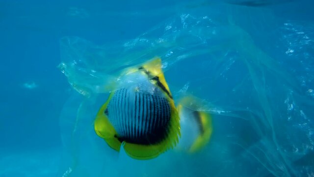 Butterflyfish trapped to plastic bag and is trying to swim out of it, another butterflyfish is looking at it. Plastic pollution killing marine animals. Blackback Butterflyfish (Chaetodon melannotus)