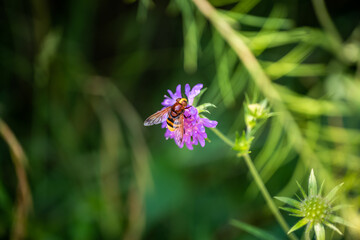 Macro Photo of the Volucella zonaria, the hornet mimic hoverfly (rare insect), sits on a purple blooming flower in a green meadow in a Bavarian nature reserve near the Alps - Bärnsee, Aschau, Germany
