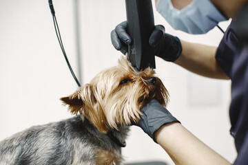 Shaving process. Small dog sits on the table. Dog shaved by a professional.