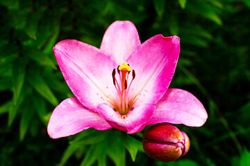 Beautiful pink lily in a blooming garden.
