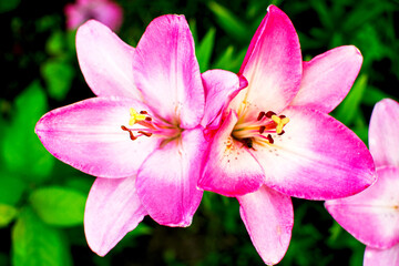 Beautiful pink lily in a blooming garden.