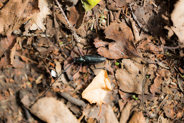 A strange bug walks along the fall leaves on the ground.