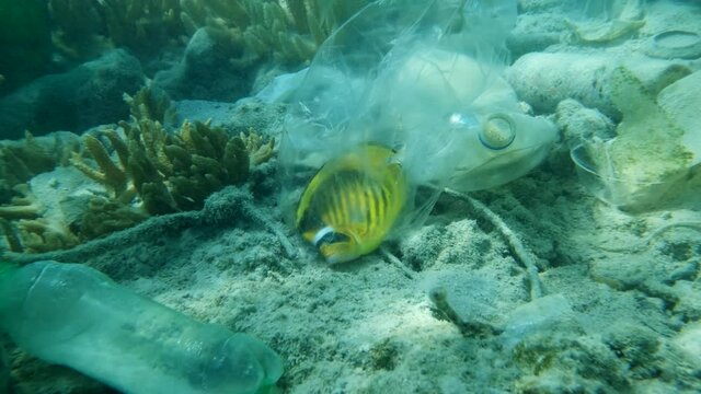 Butterflyfish died hitting trapped in plastic bag lies on seabed covered with plastic trash. Diagonal Butterflyfish (Chaetodon fasciatus). Plastic garbage kills marine life. Plastic pollution of Ocean