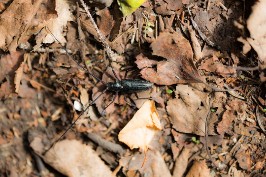 A strange bug walks along the fall leaves on the ground.
