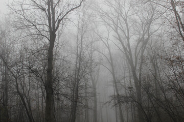Morning fog in a forest