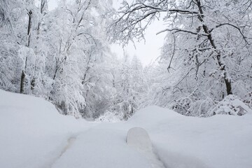 Fototapeta na wymiar A wonderful forest of winter scenery during cross country skiing around Przywidz, Kashubia, Poland