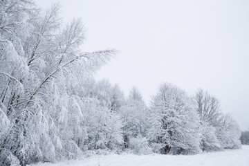 A wonderful forest of winter scenery around Przywidz, Kashubia, Poland