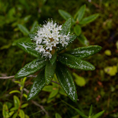 Labrador tea wildflowers on a rainy day. A cluster of delicate small white flowers with dark green rain-soaked leaves. The leaves can be used to make herbal tea.
