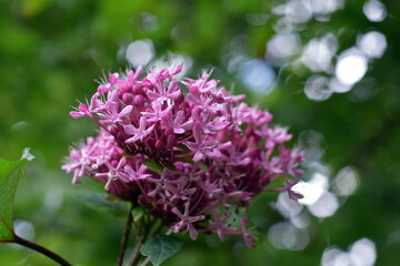 Blüten an einem Losstrauch