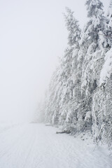 Foggy and snowy day in the forest. very limited visibility.