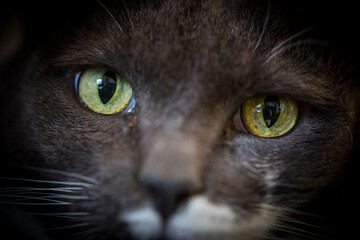 Macro portrait of a grey cat with both green eye in focus.