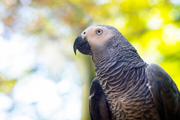 Beautiful parrot, close-up of gray jaco, yaco