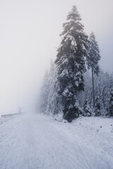 Foggy and snowy day in the forest. very limited visibility.
