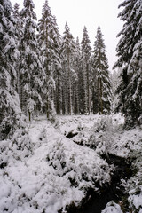 Pine tree forest with river and snow